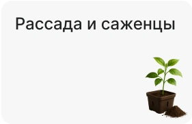 Рассада и саженцы